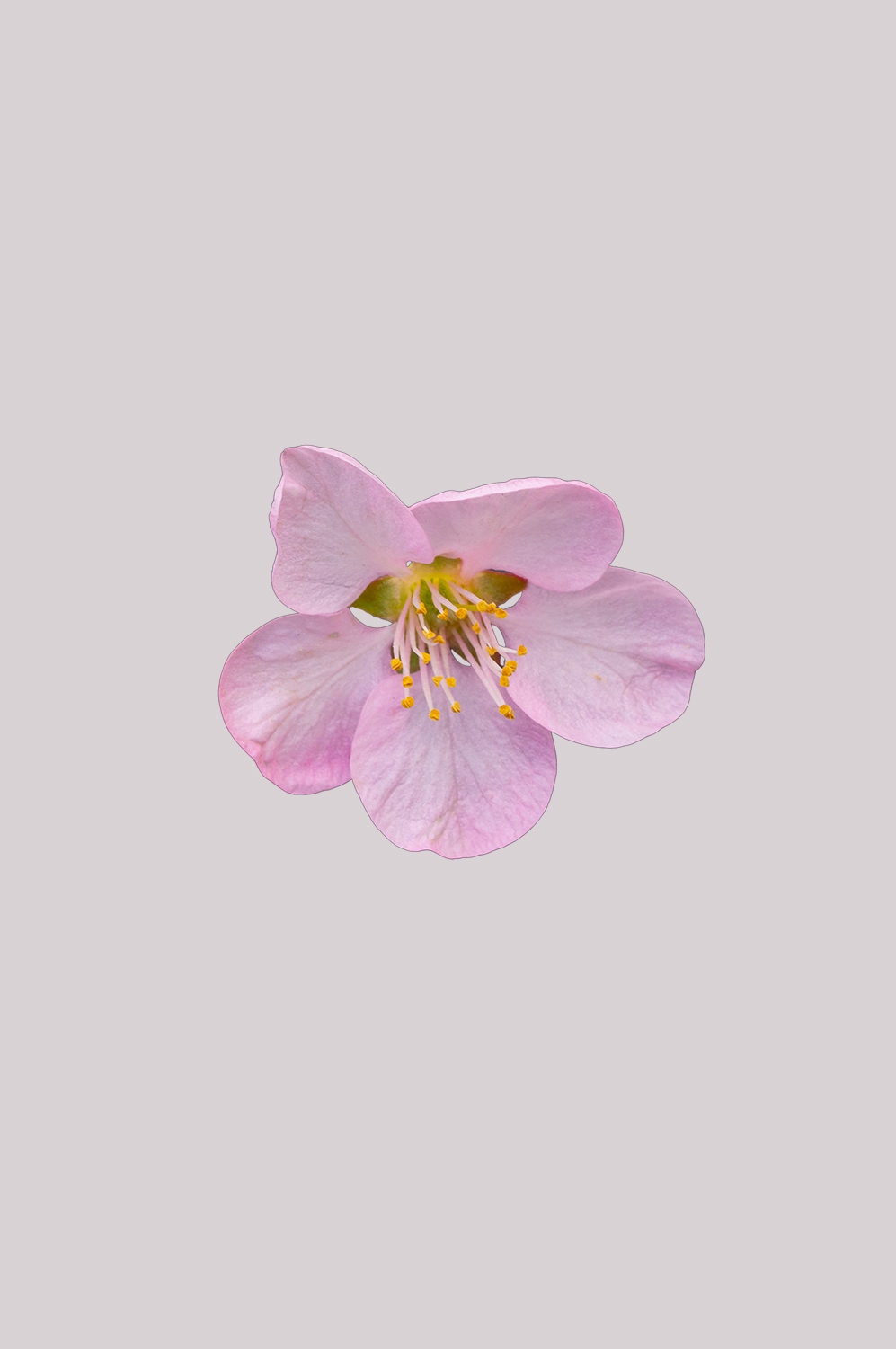 桃花素材图中国风海报设计桃树花枝透明背景55