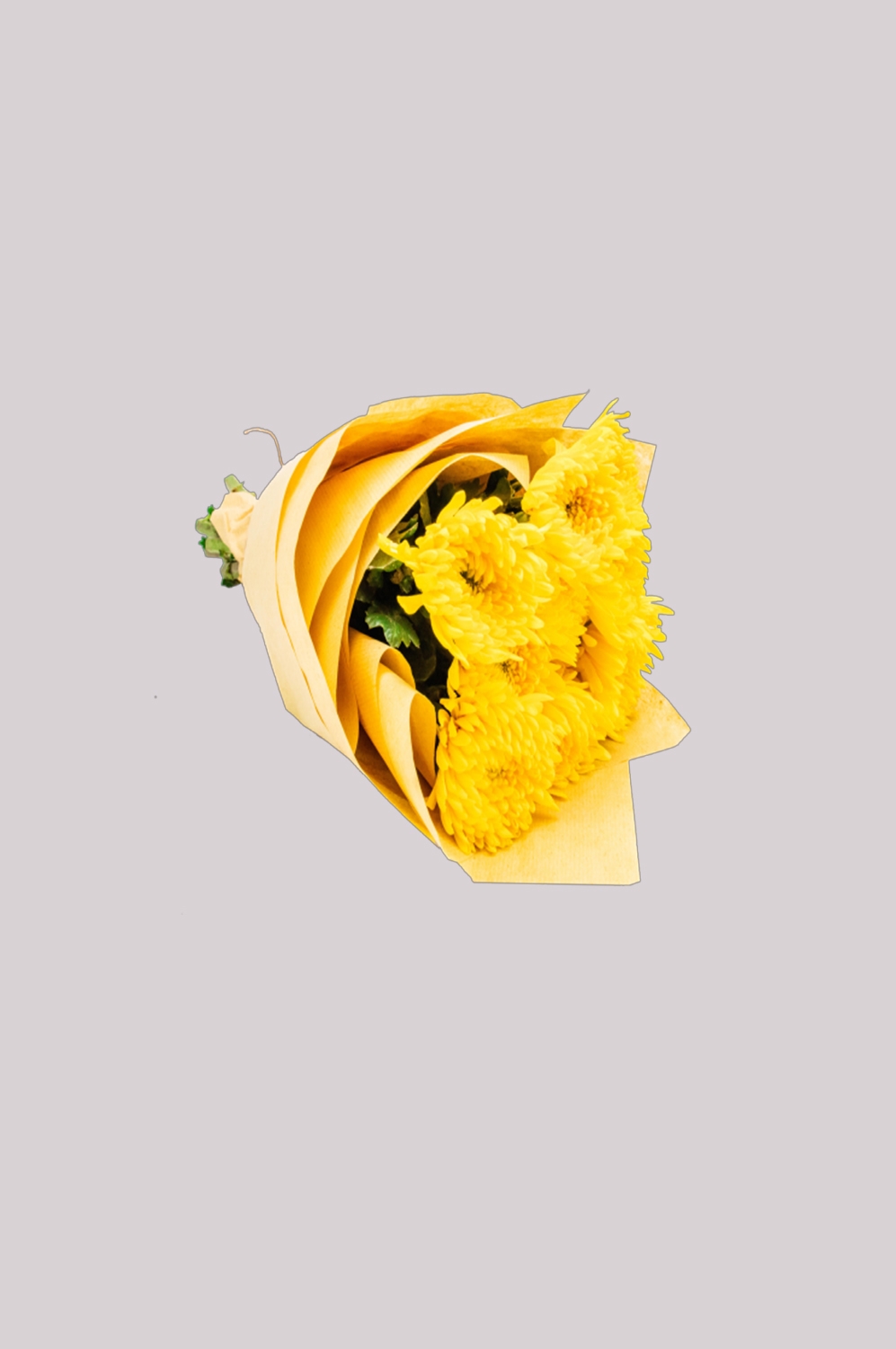 菊花雏菊装饰免抠元素素材24