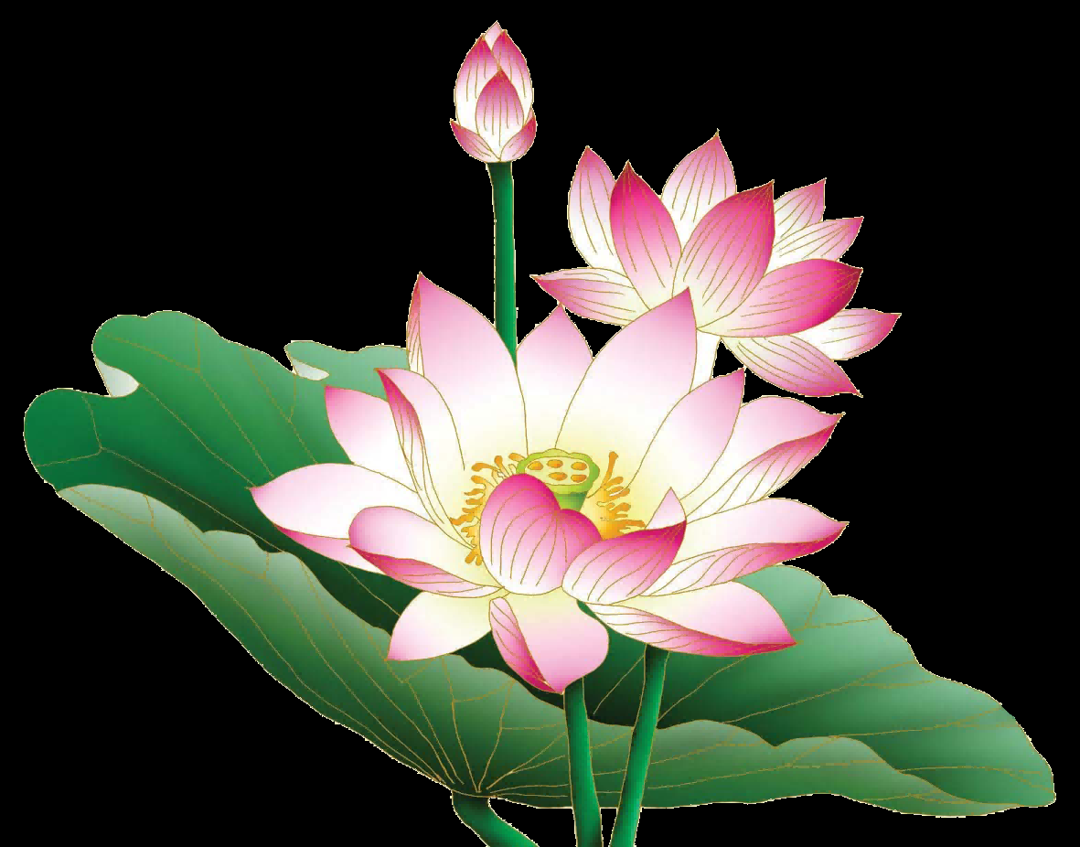 荷叶荷花素材插画装饰元素透明背景免抠素材13