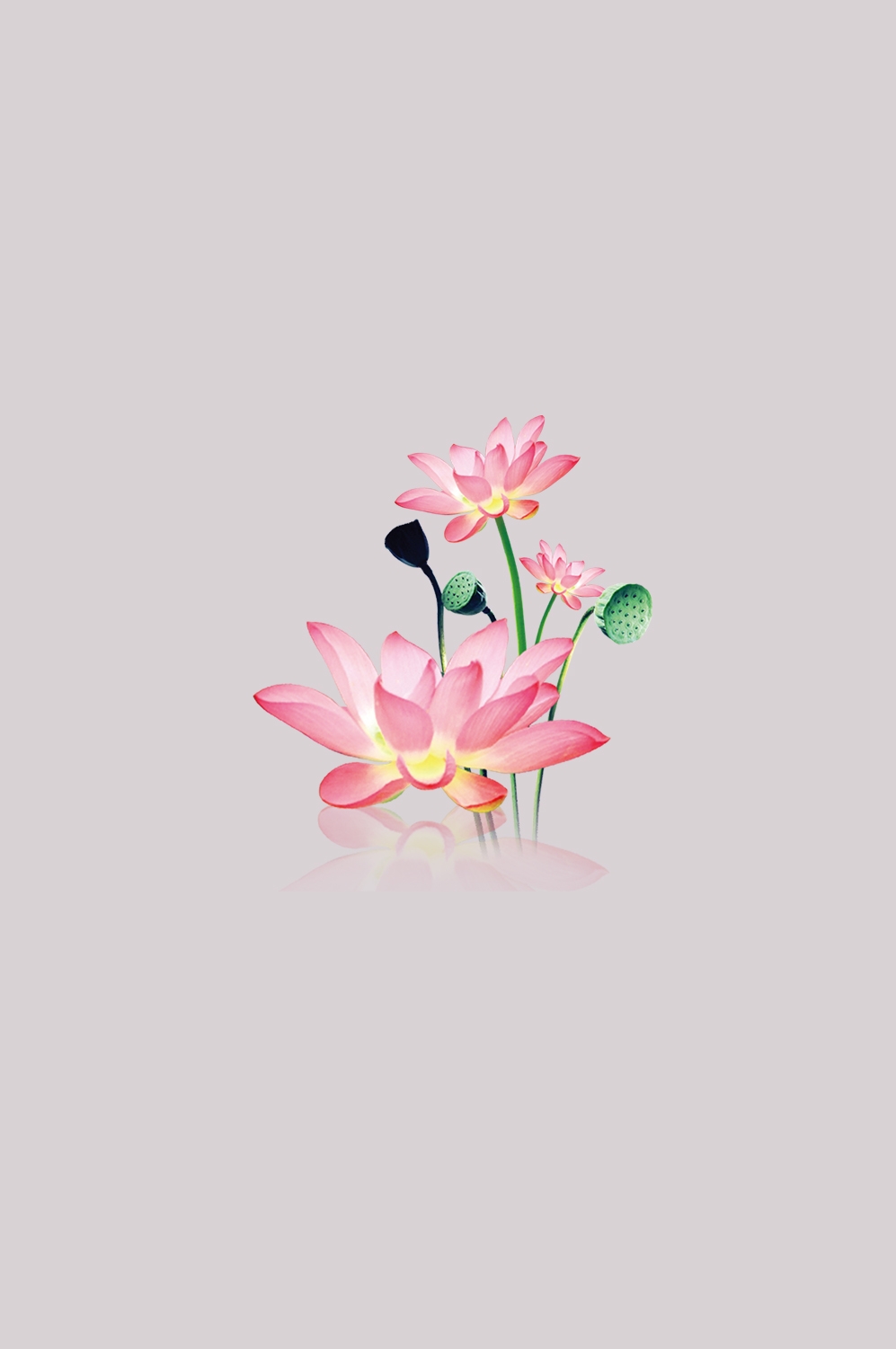 荷叶荷花素材插画装饰元素透明背景免抠素材12