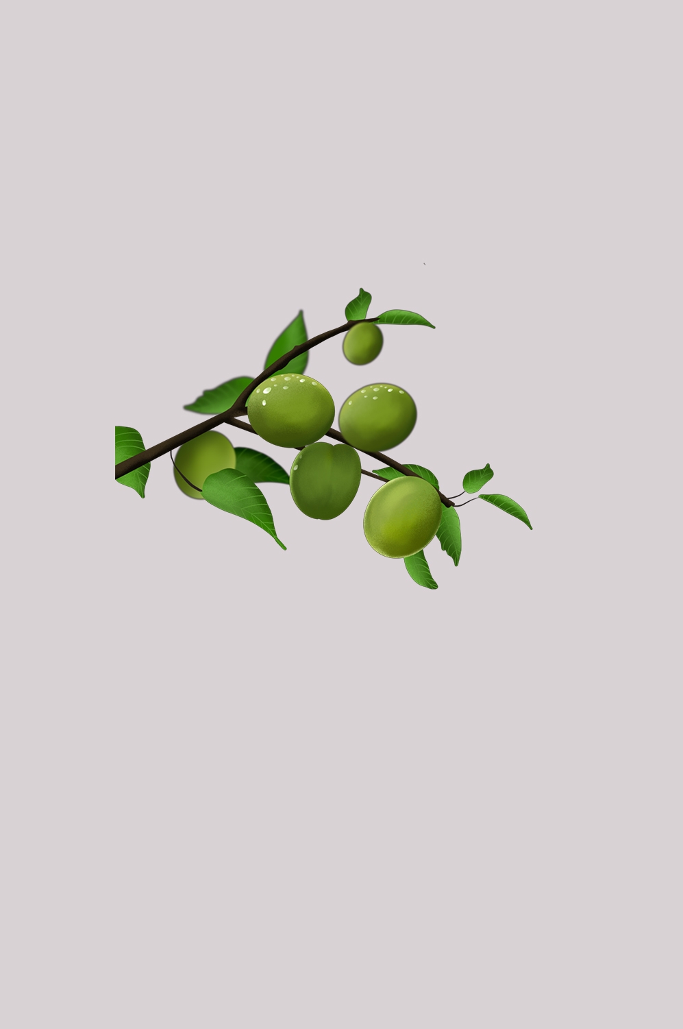 卡通手绘水果青梅图案素材图片装饰插画免抠19