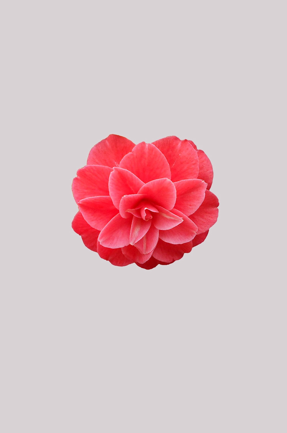 山茶花图片装饰图案插画素材30