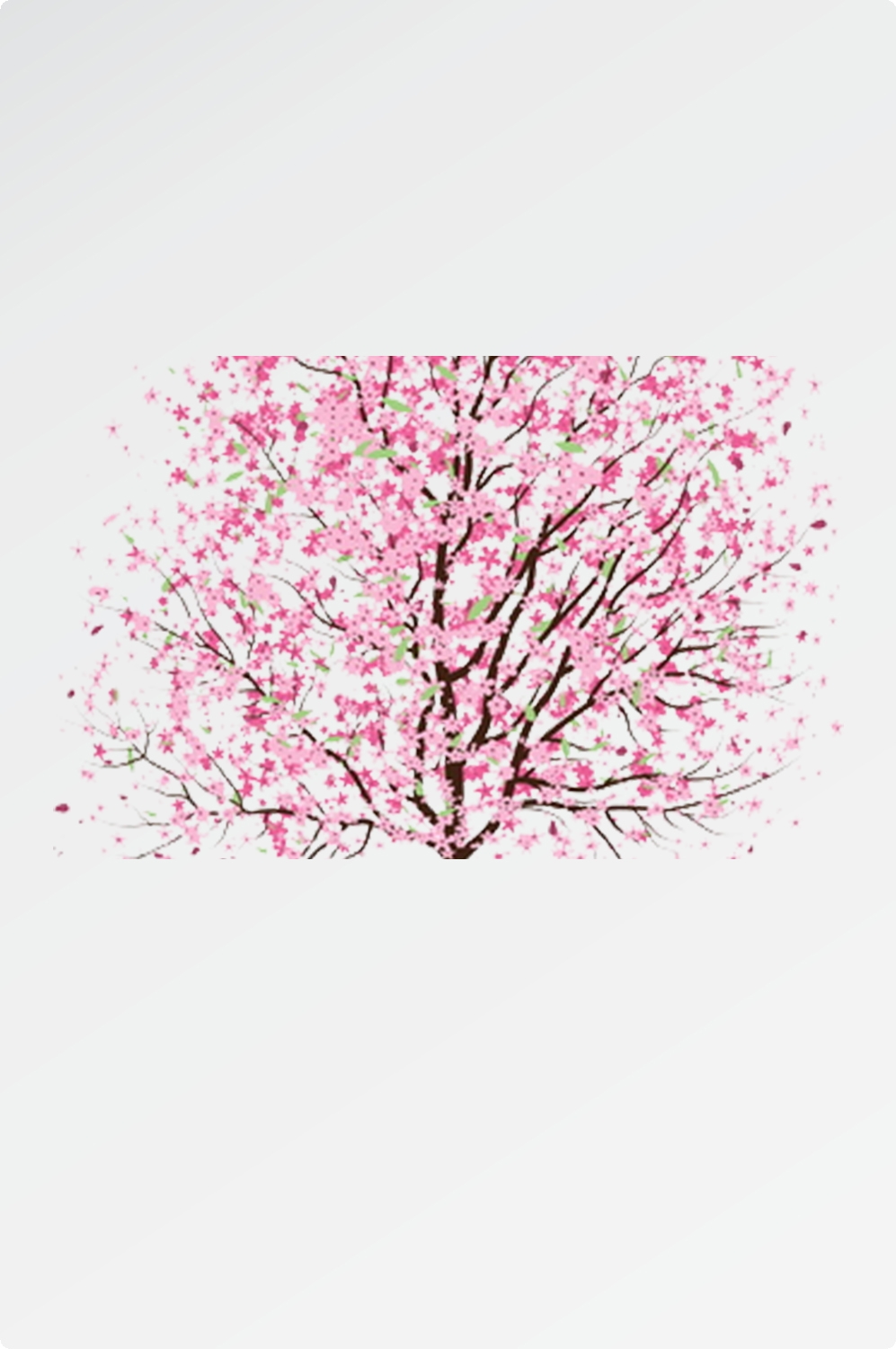 唯美樱花花树花枝樱花飘落图片装饰插图免抠25