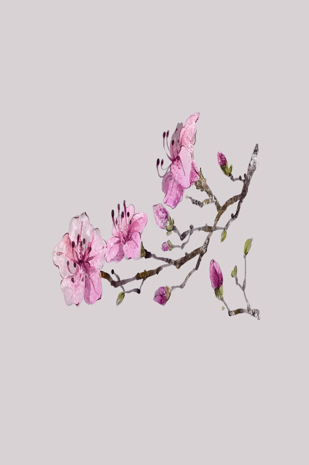 桃花素材图中国风海报设计桃树花枝透明背景50