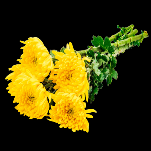 菊花雏菊装饰免抠元素素材28