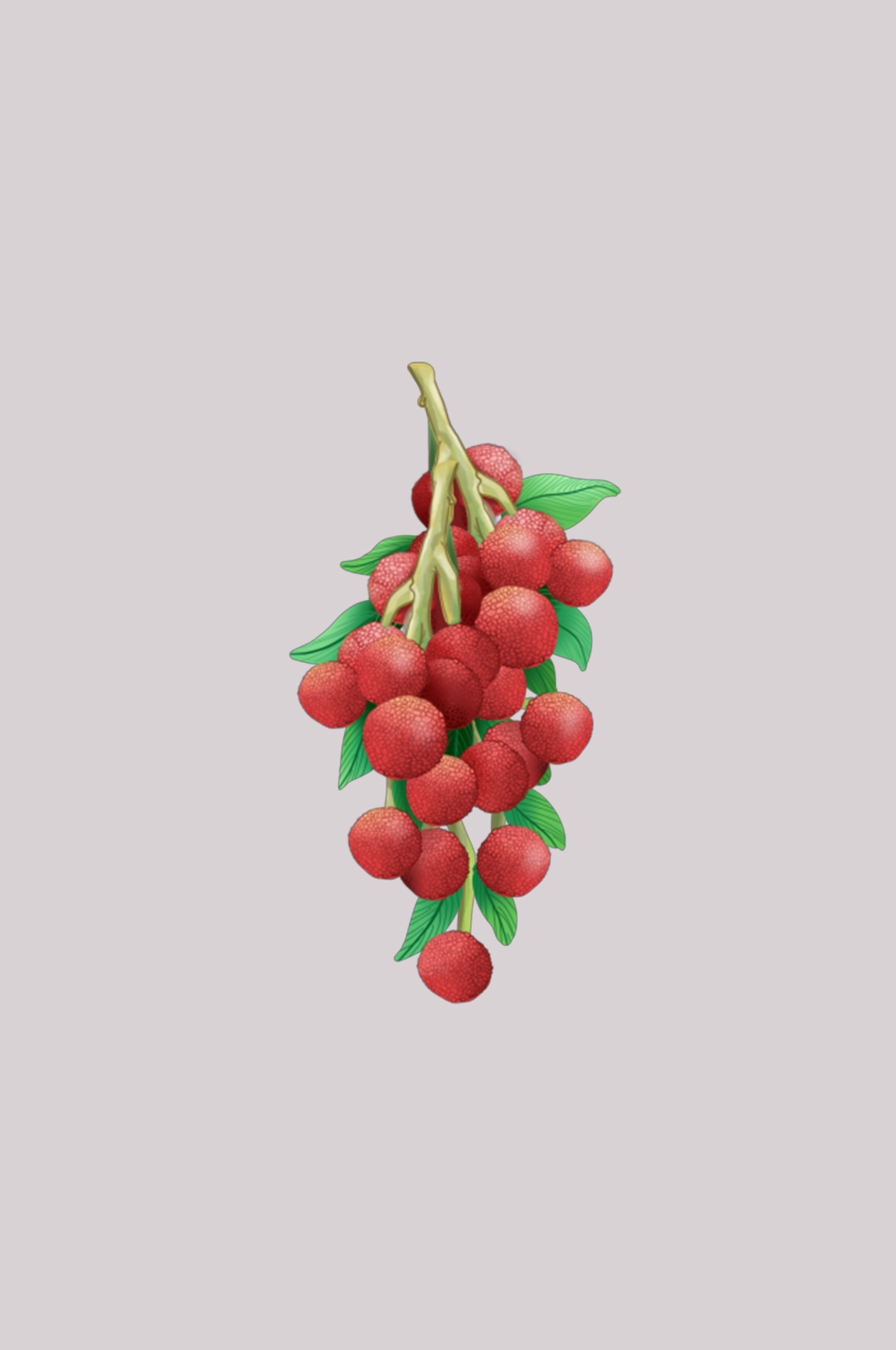 手绘荔枝图片素材装饰元素插画 png透明背景 (40)