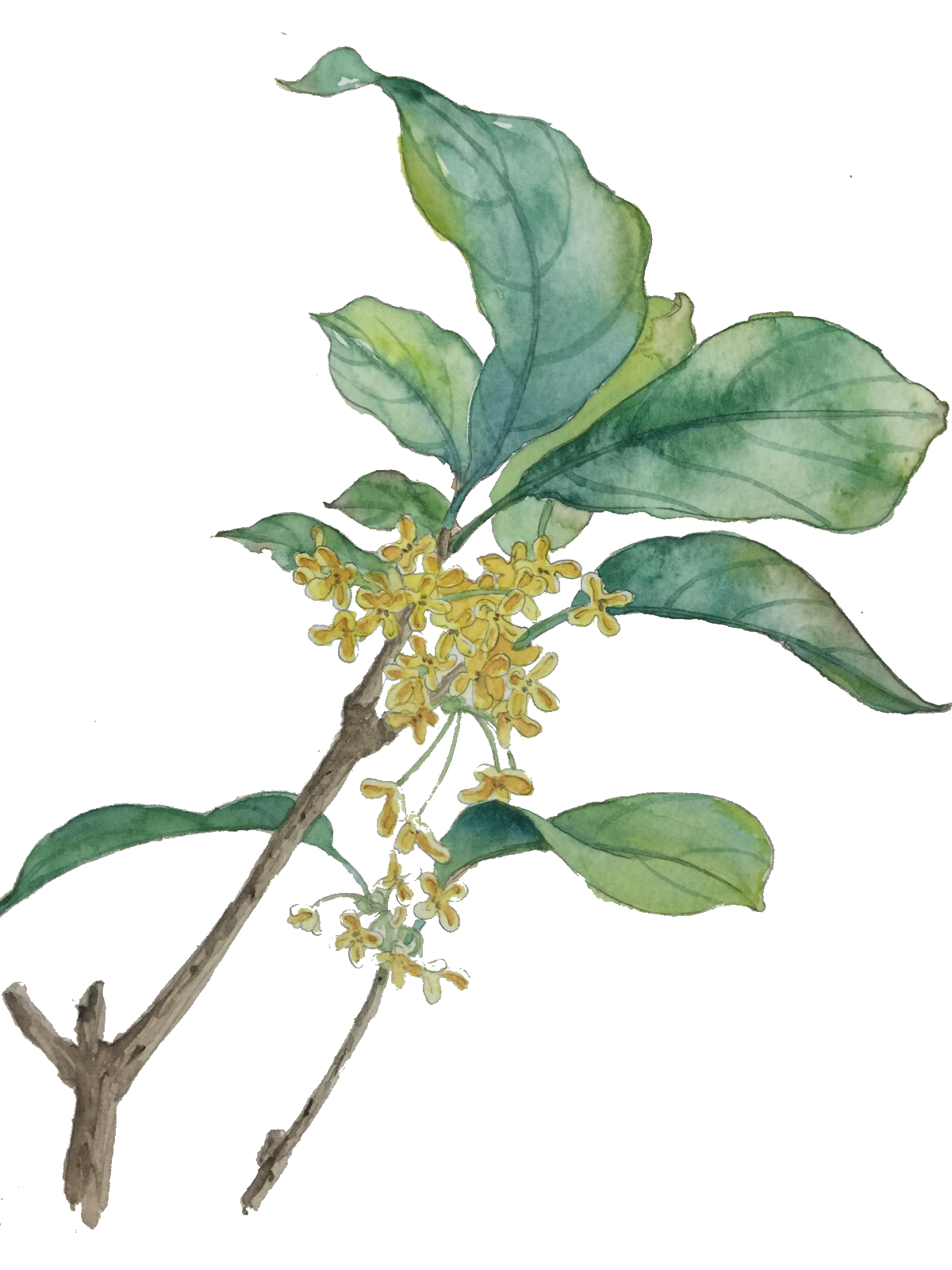 卡通手绘桂花花枝图案素材元素21