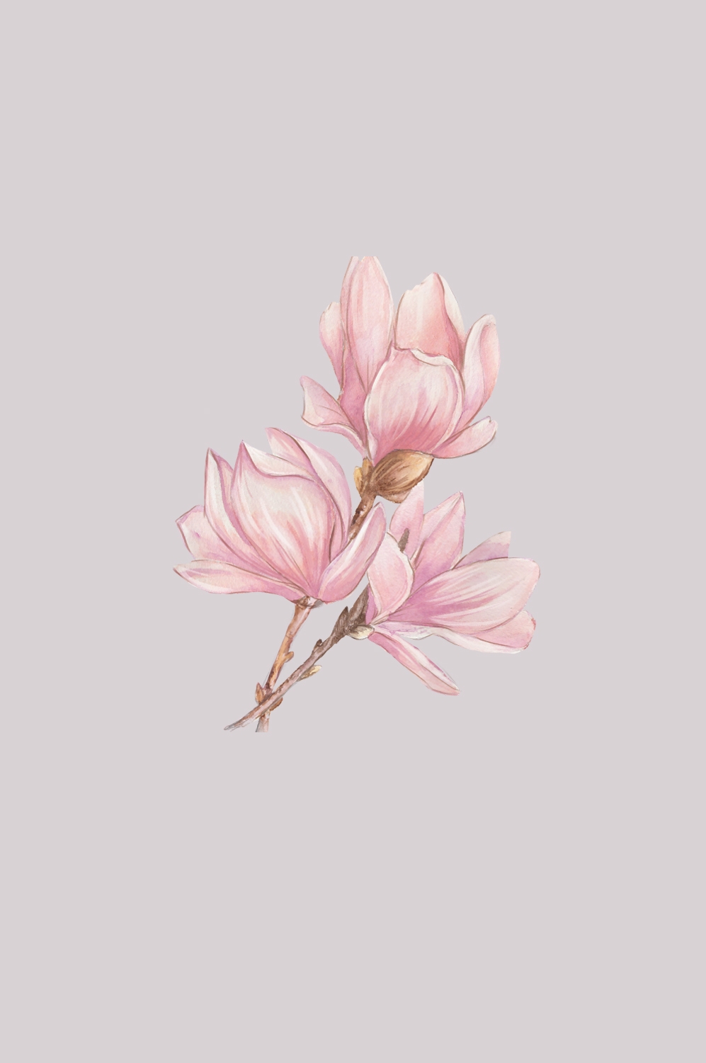 手绘淡雅玉兰花枝花朵装饰元素插图免抠素材19