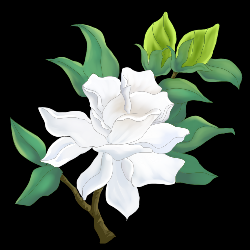 清新淡雅栀子花朵图片素材免抠元素5