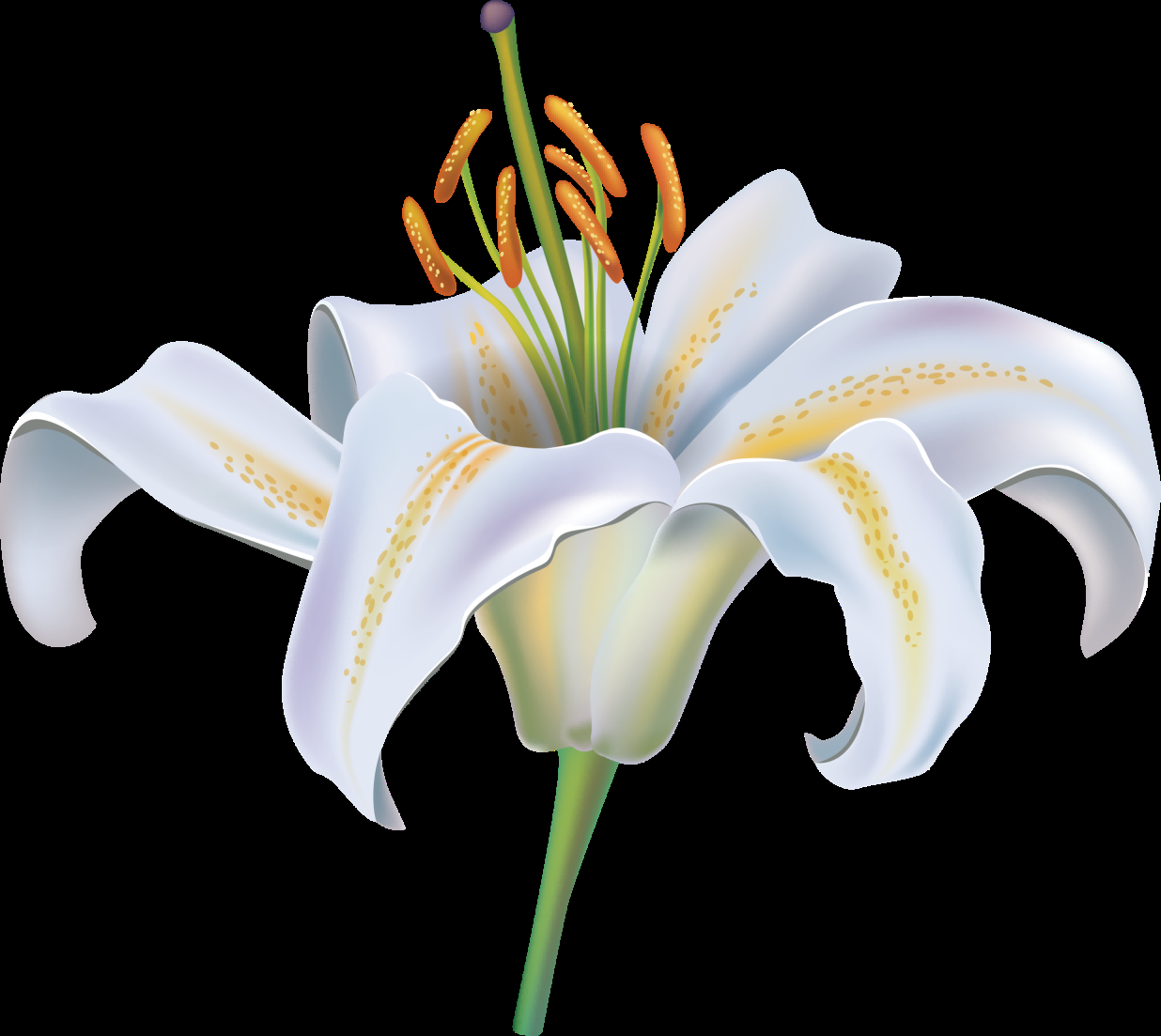 百合花免抠素材21
