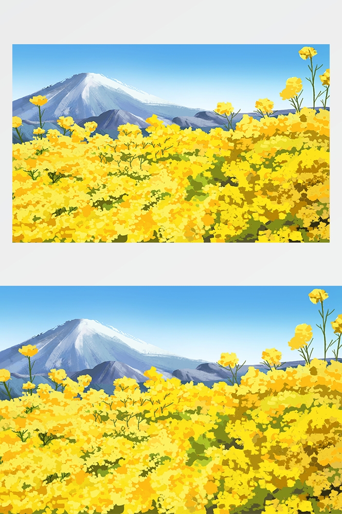 油菜花开田野风景背景插画图片banner海报22