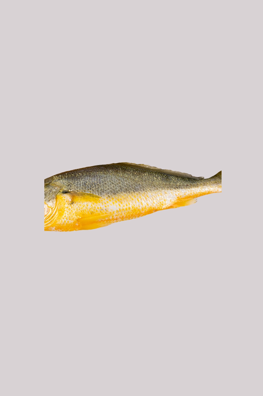 海鲜食材带鱼黄鱼素材图片元素插图免抠3