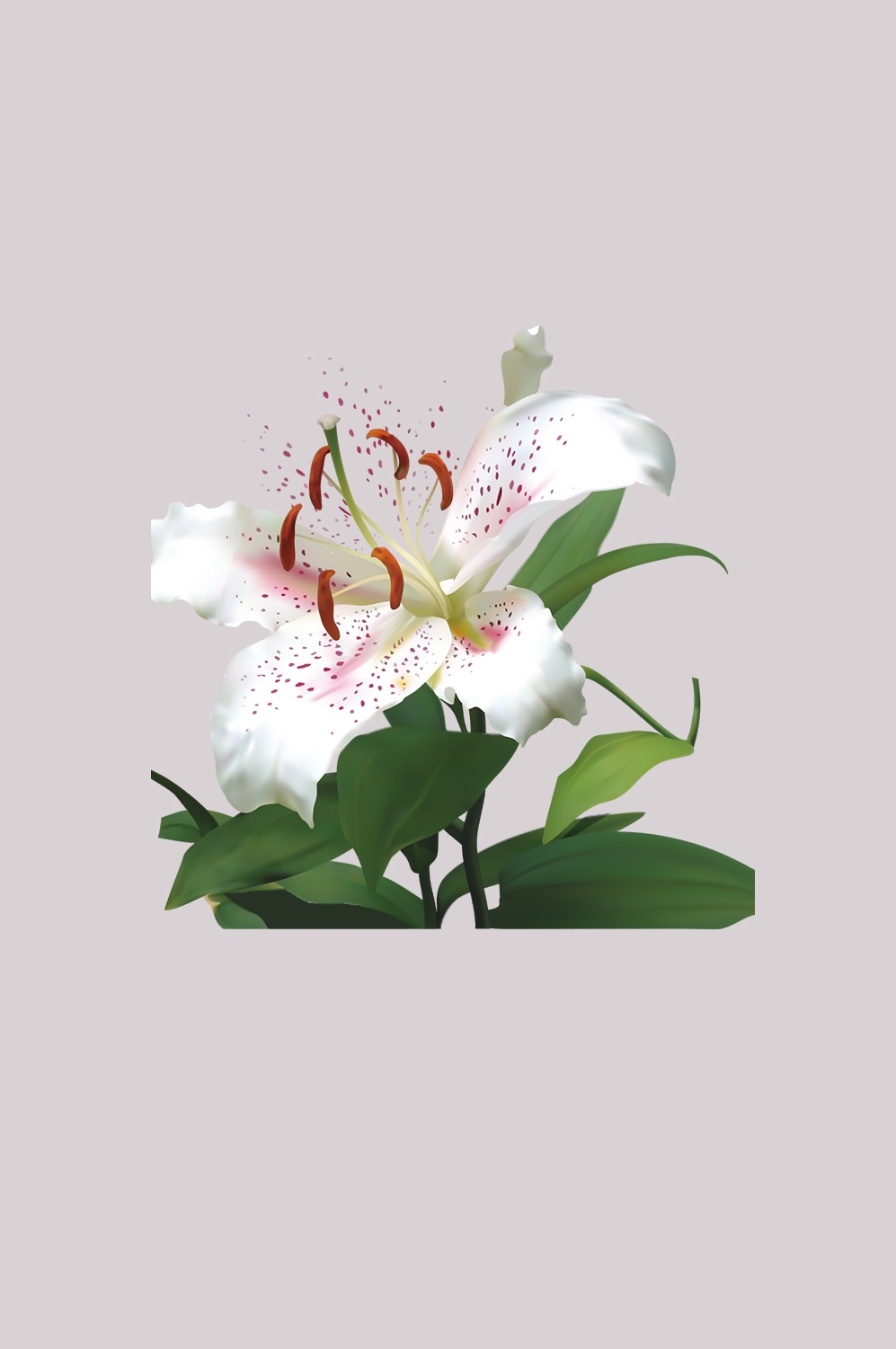 百合花免抠素材5