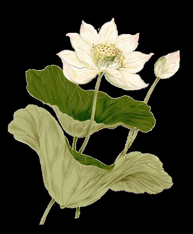 荷叶荷花素材插画装饰元素透明背景免抠素材41