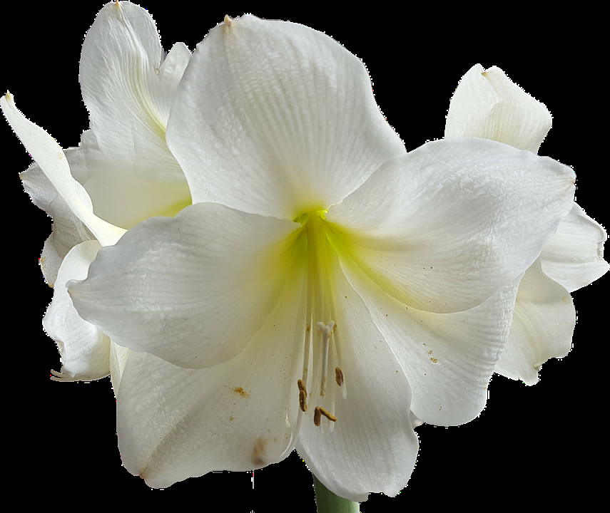 百合花免抠素材41
