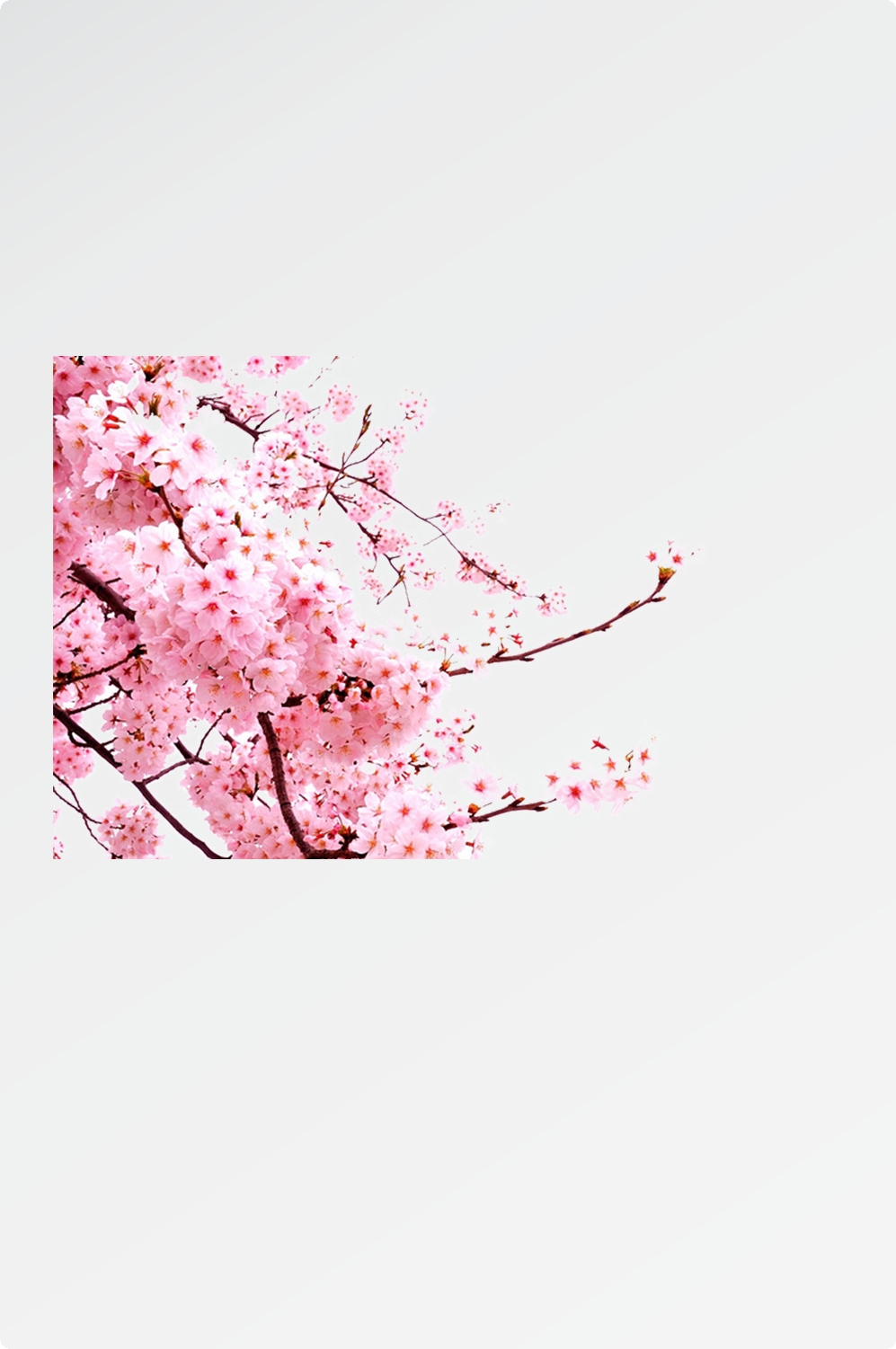 唯美樱花花树花枝樱花飘落图片装饰插图免抠29