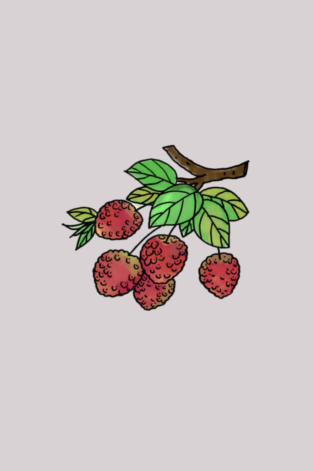 手绘荔枝图片素材装饰元素插画 png透明背景 (46)