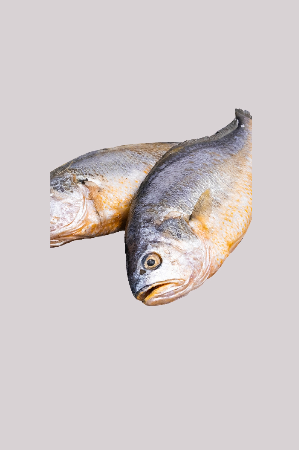 海鲜食材带鱼黄鱼素材图片元素插图免抠71
