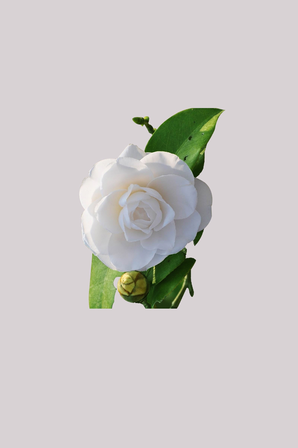 山茶花图片装饰图案插画素材11