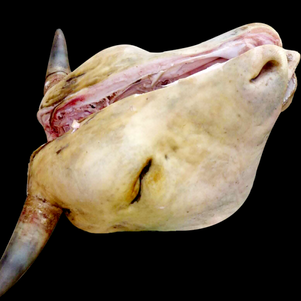 牛肉牛肉卷牛排插画元素免抠20
