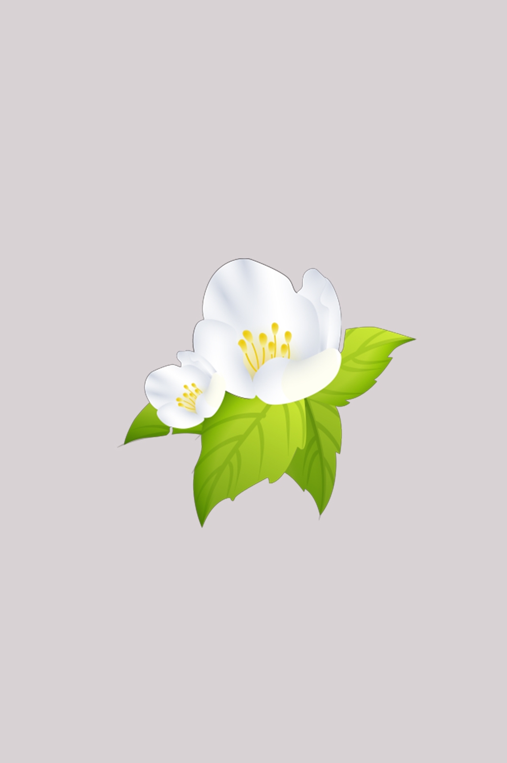 清新淡雅栀子花朵图片素材免抠元素6