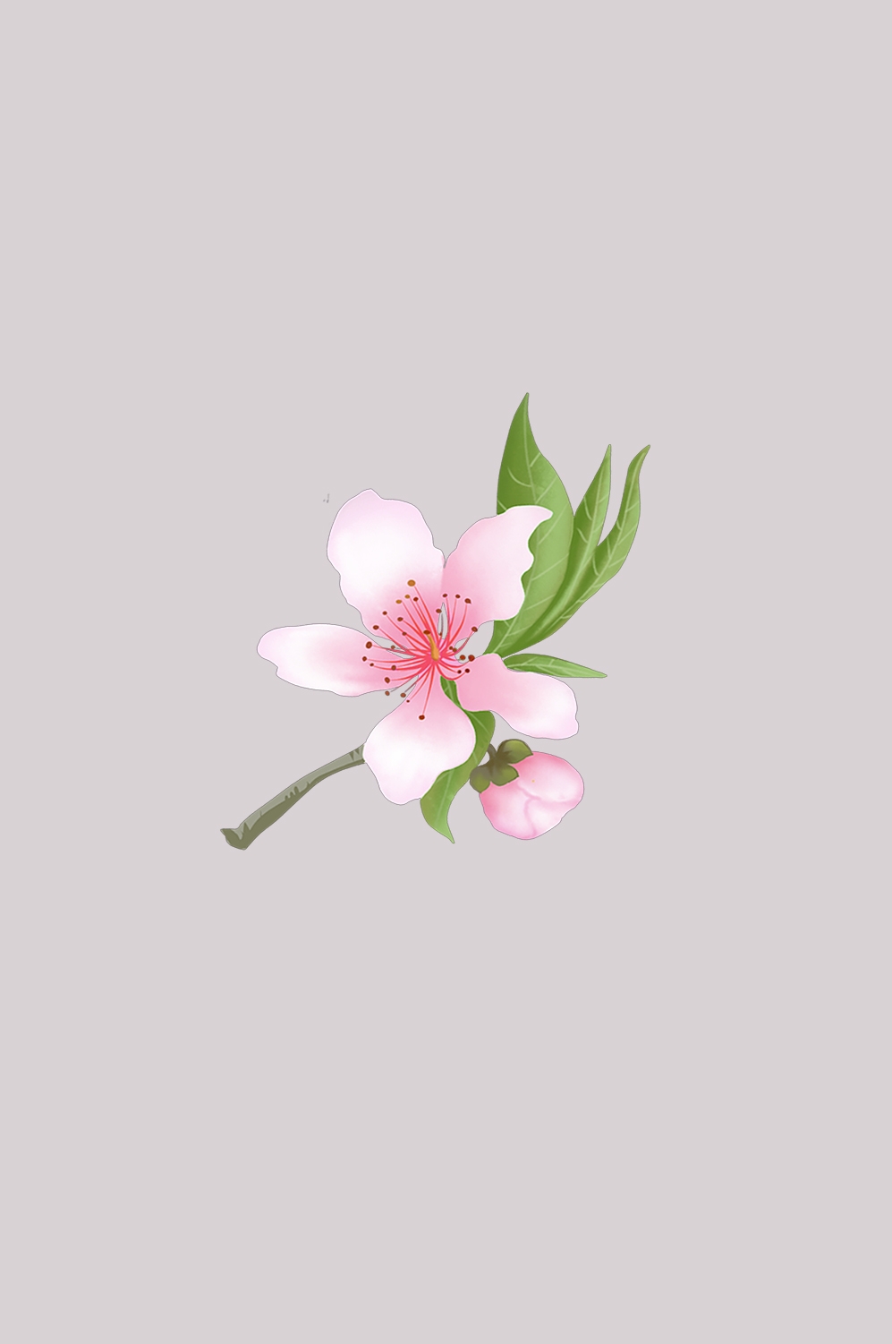 桃花素材图中国风海报设计桃树花枝透明背景72