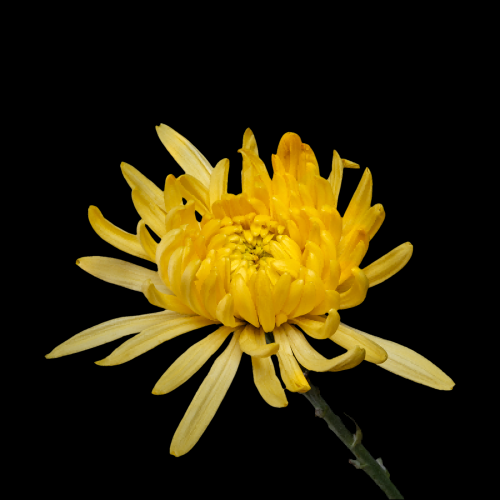菊花雏菊装饰免抠元素素材25