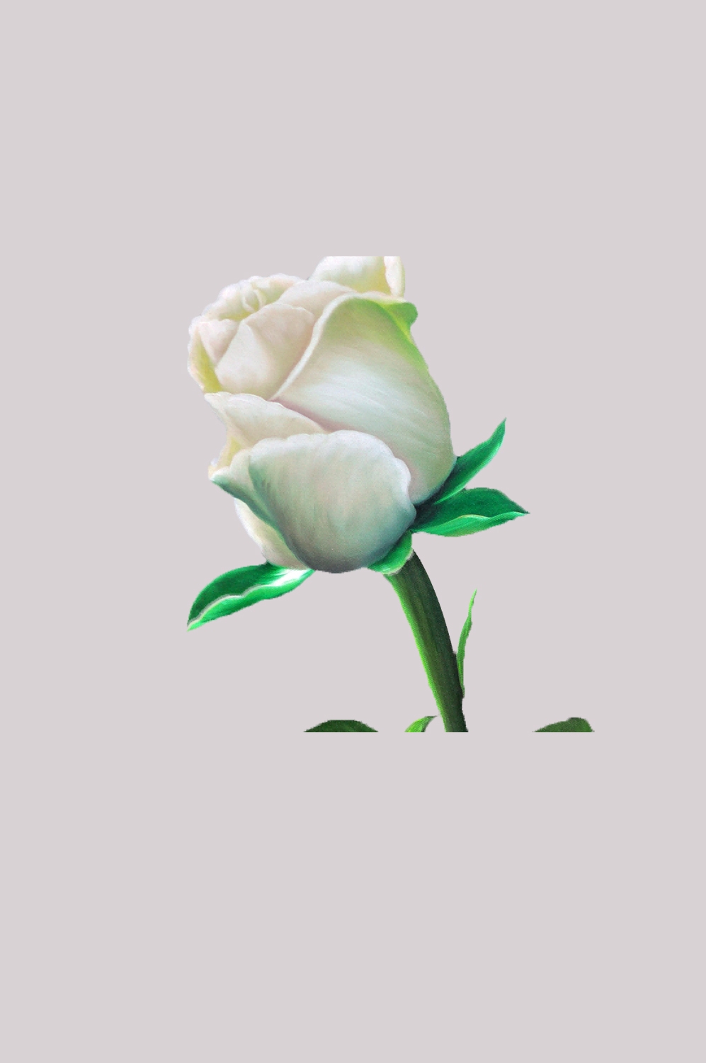 山茶花图片装饰图案插画素材41