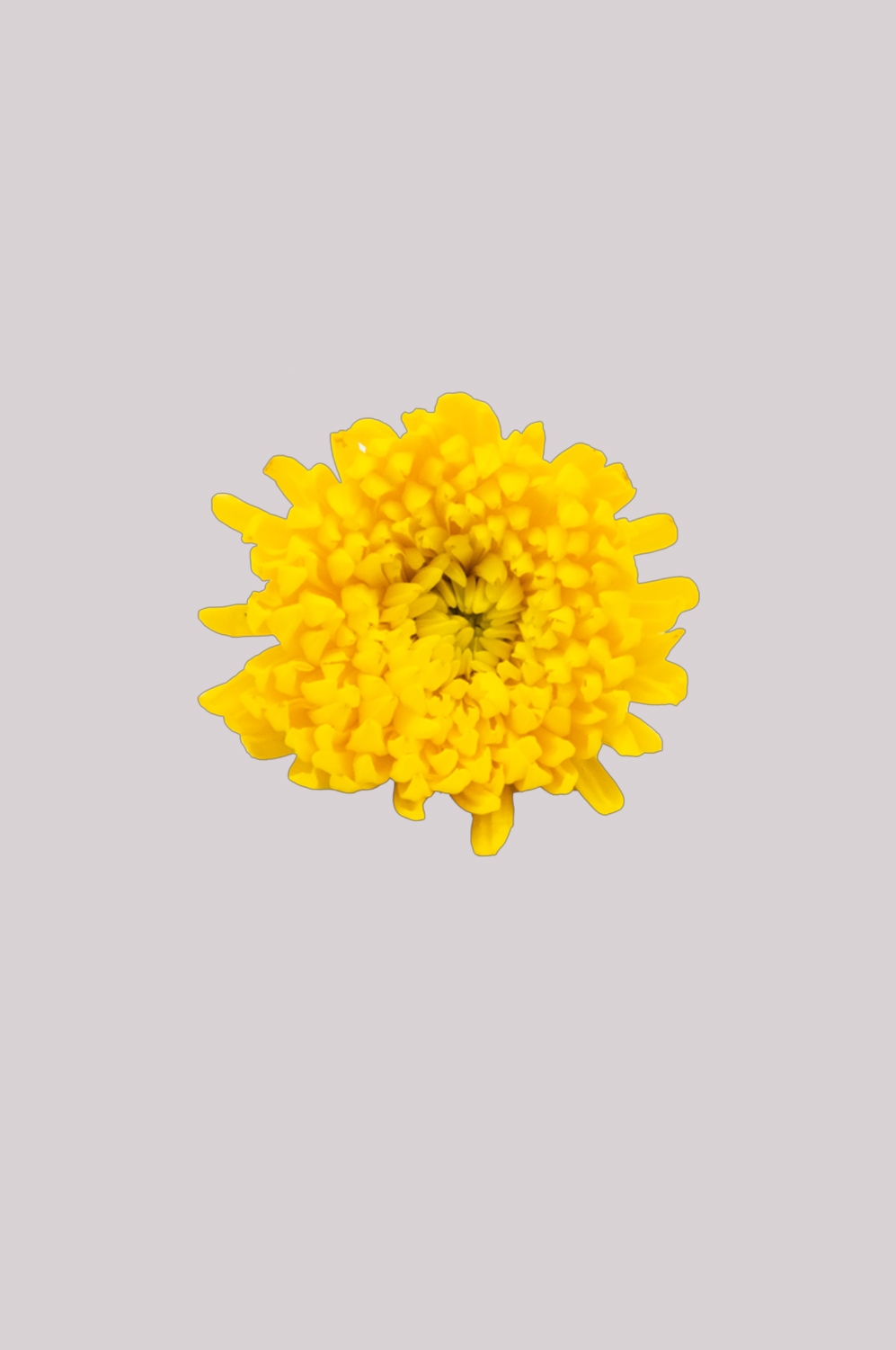 菊花雏菊装饰免抠元素素材39