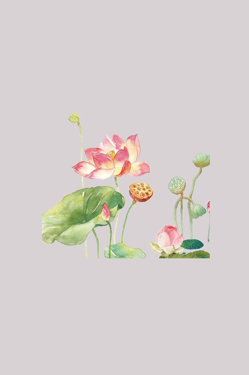 荷叶荷花素材插画装饰元素透明背景免抠素材19
