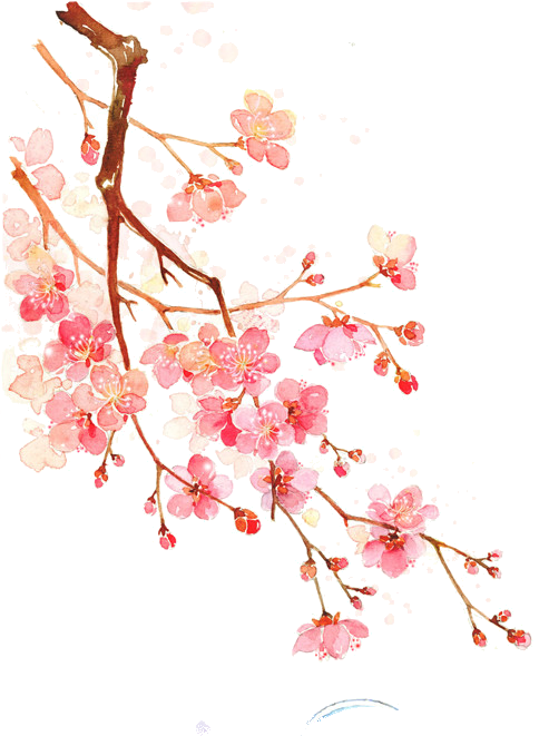 唯美樱花花树花枝樱花飘落图片装饰插图免抠16