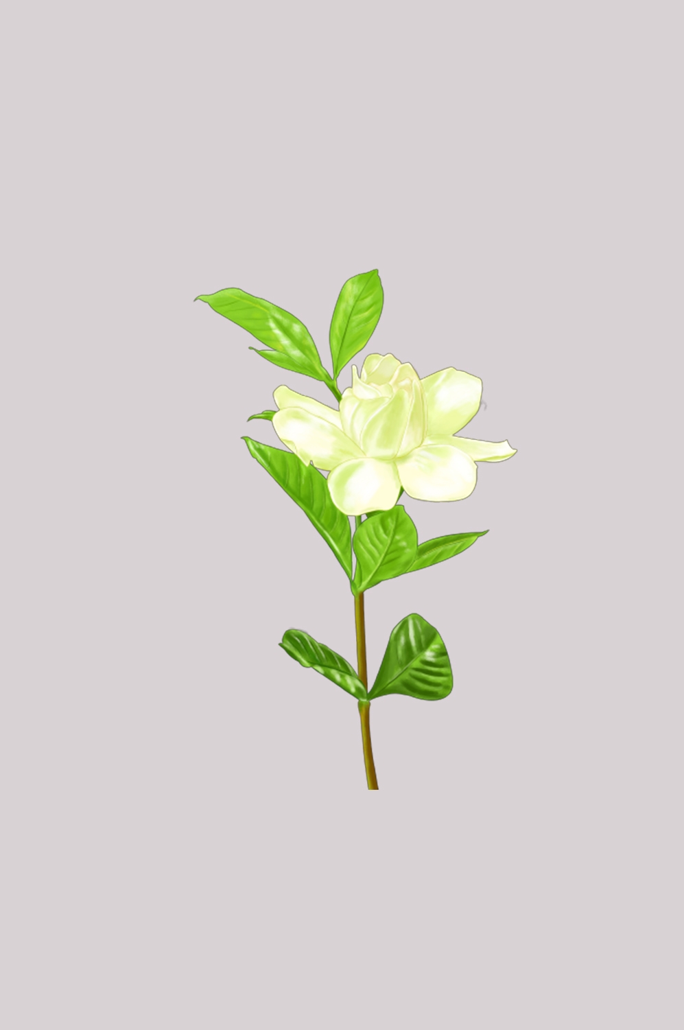 清新淡雅栀子花朵图片素材免抠元素42