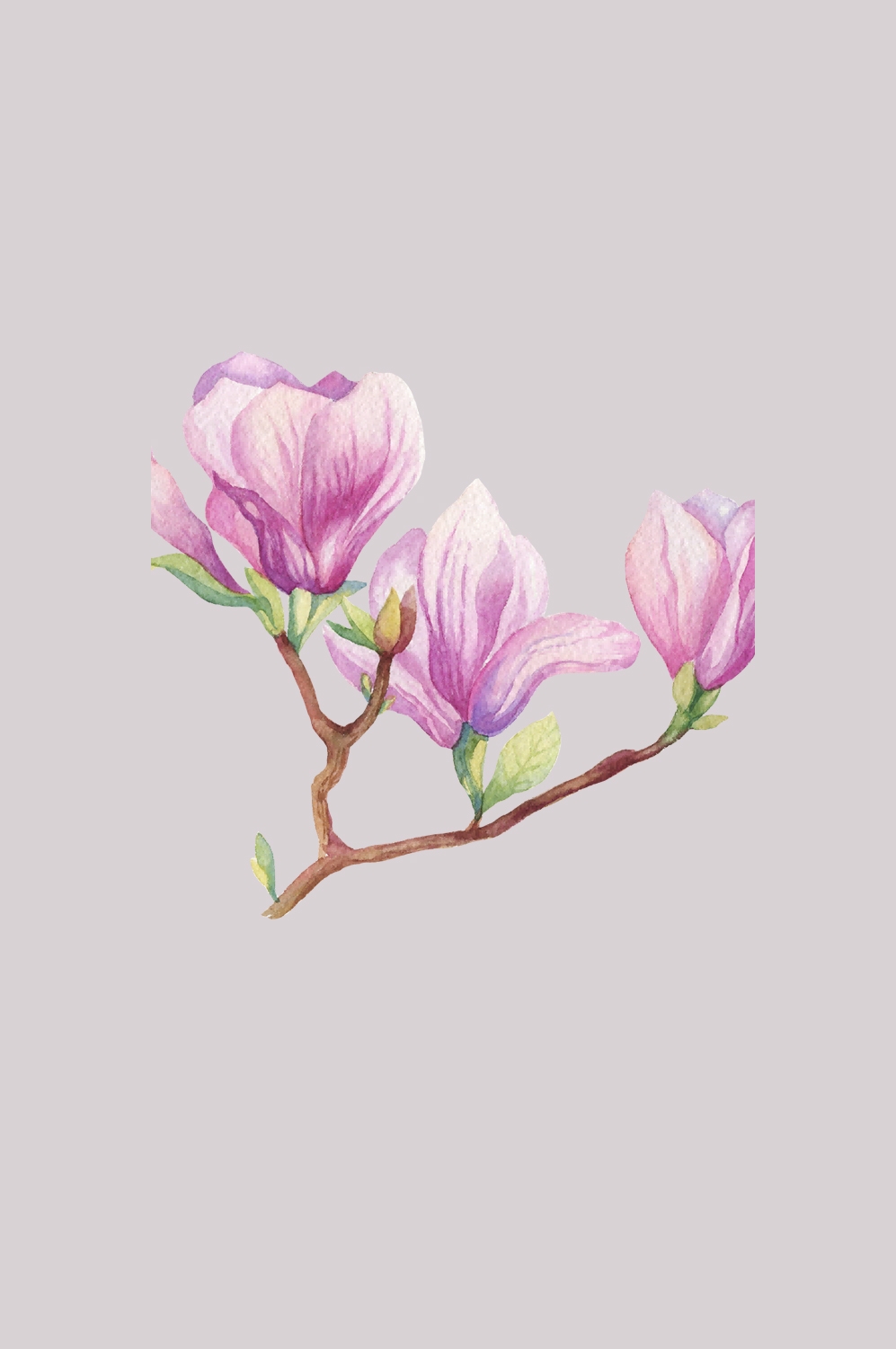 手绘淡雅玉兰花枝花朵装饰元素插图免抠素材46