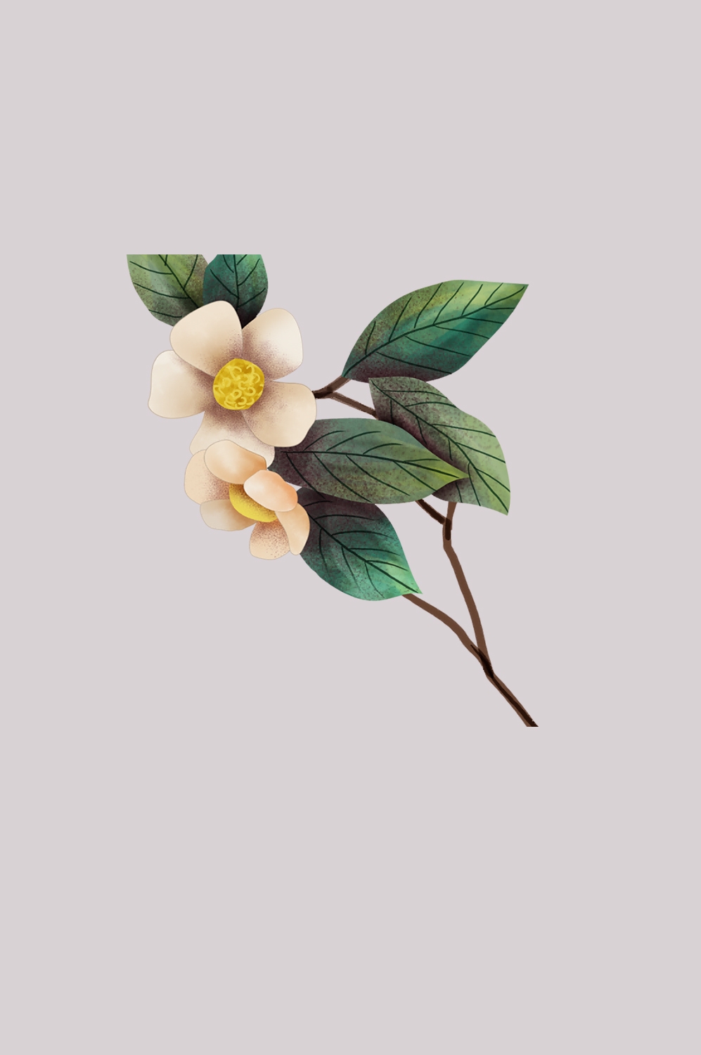 山茶花图片装饰图案插画素材44