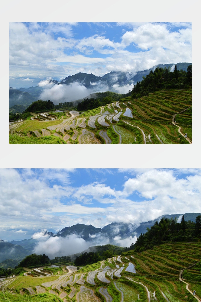 高清自然风景摄影图片稻田稻穗水稻田园风光设计素材