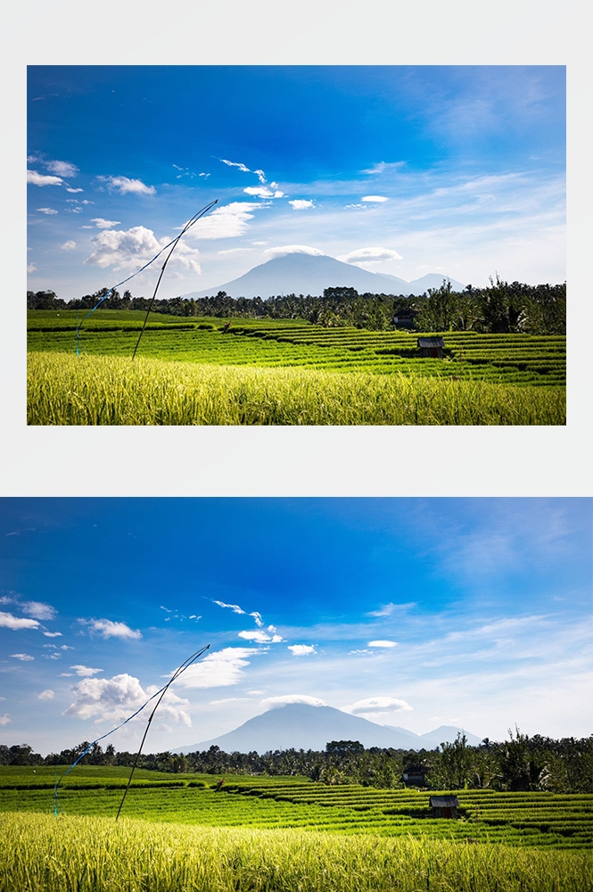 高清自然风景摄影图片稻田稻穗水稻田园风光设计素材