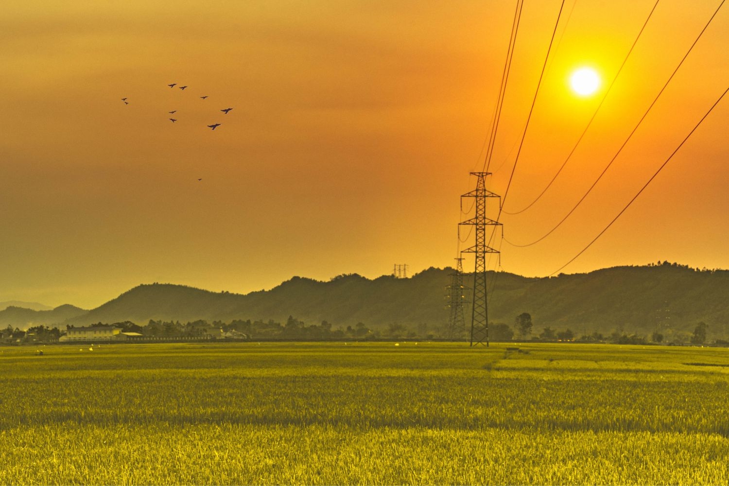 高清自然风景摄影图片稻田稻穗水稻田园风光设计素材 (23)