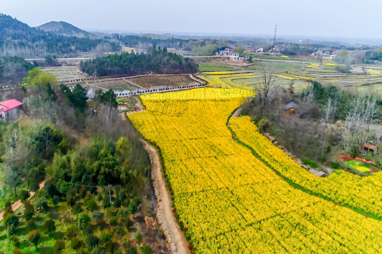 高清自然风景摄影图片稻田稻穗水稻田园风光设计素材 (139)