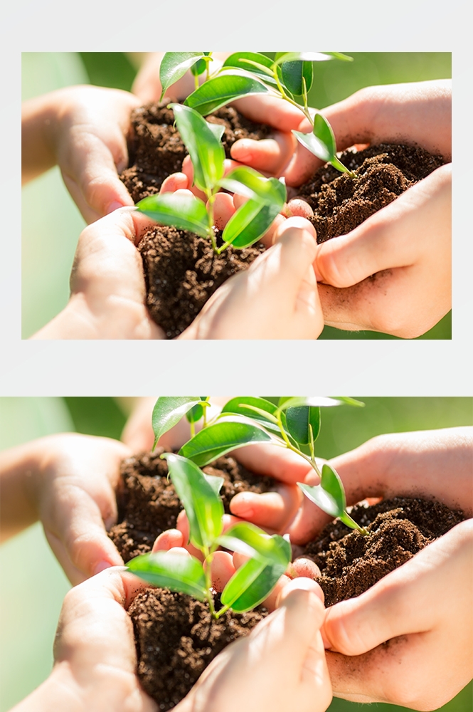 高清自然风景JPG图片幼苗嫩芽嫩叶树苗植物成长 (53)
