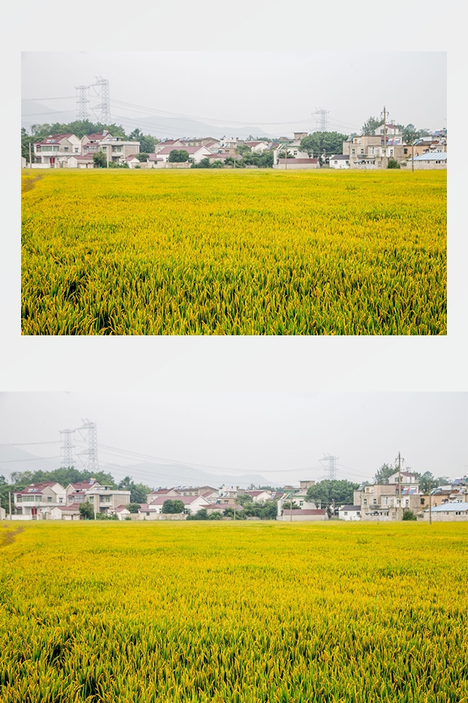 高清自然风景摄影图片稻田稻穗水稻田园风光设计素材