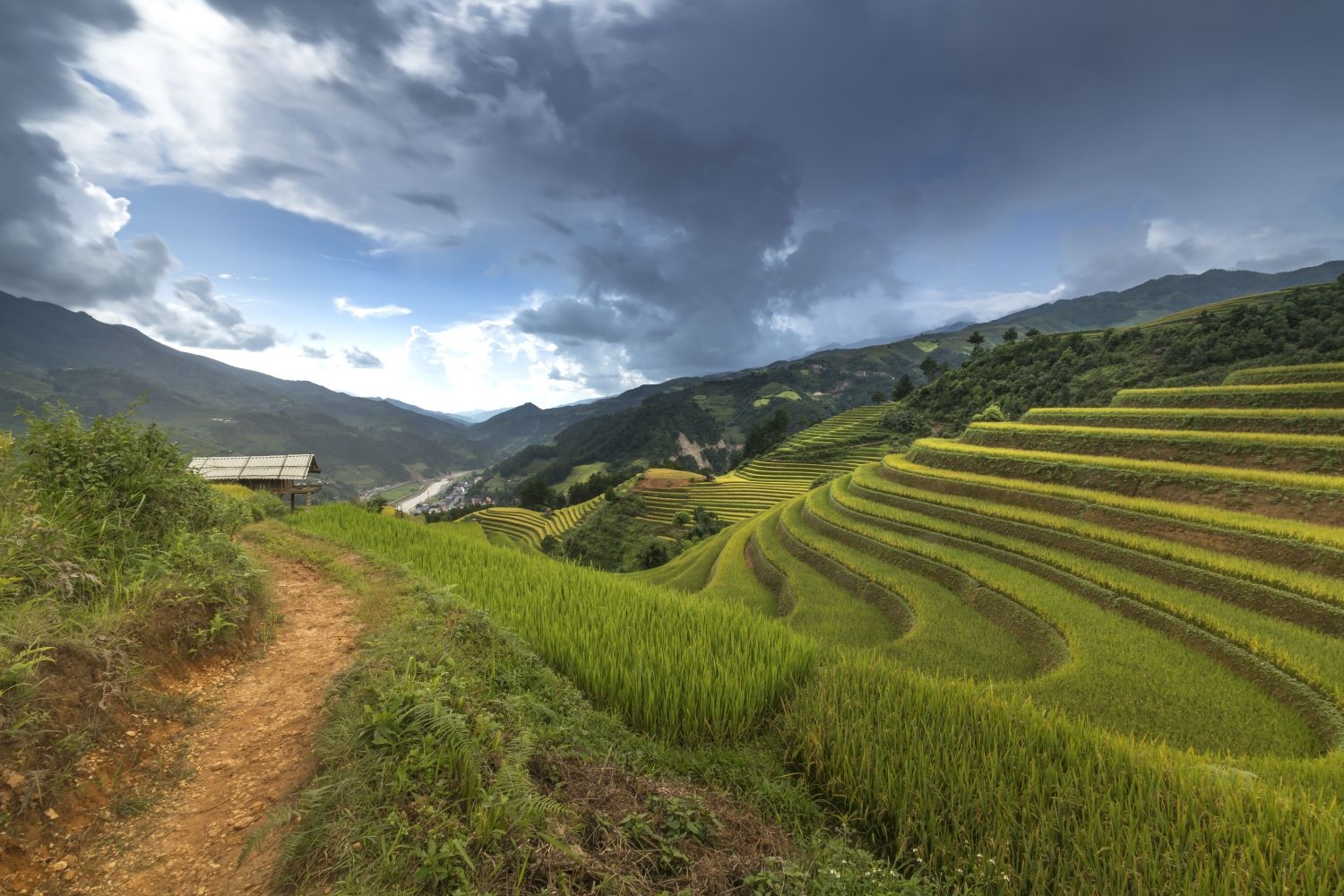 高清自然风景摄影图片稻田稻穗水稻田园风光设计素材 (105)