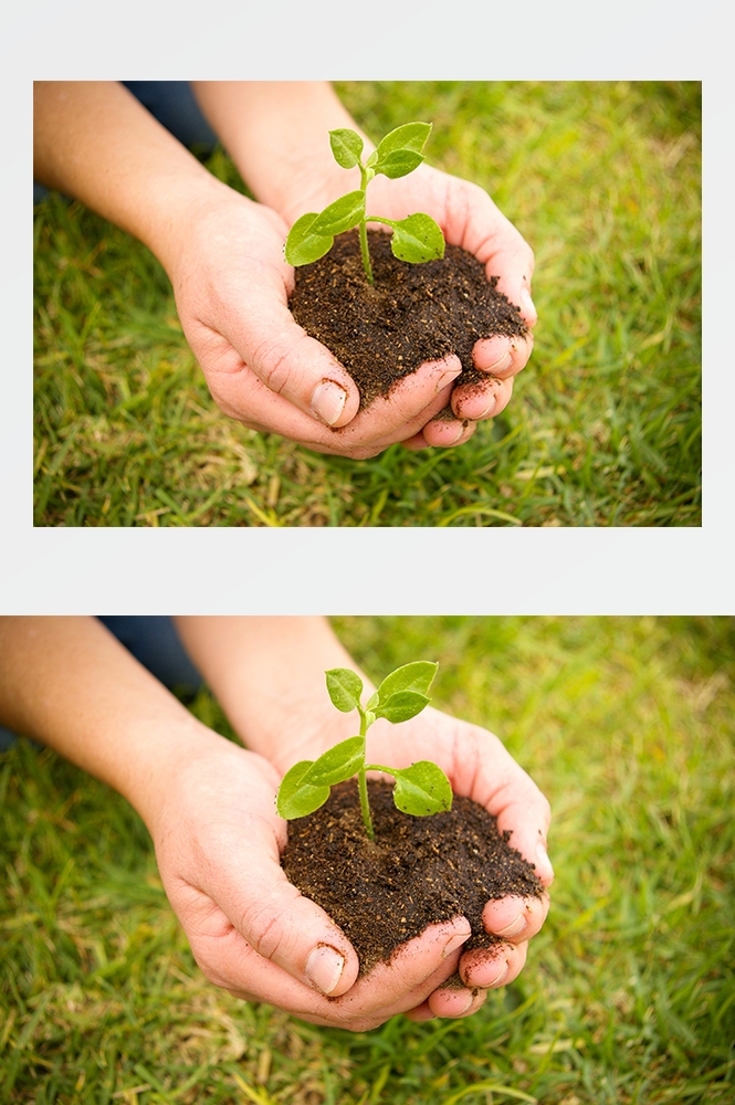 高清自然风景JPG图片幼苗嫩芽嫩叶树苗植物成长 (46)