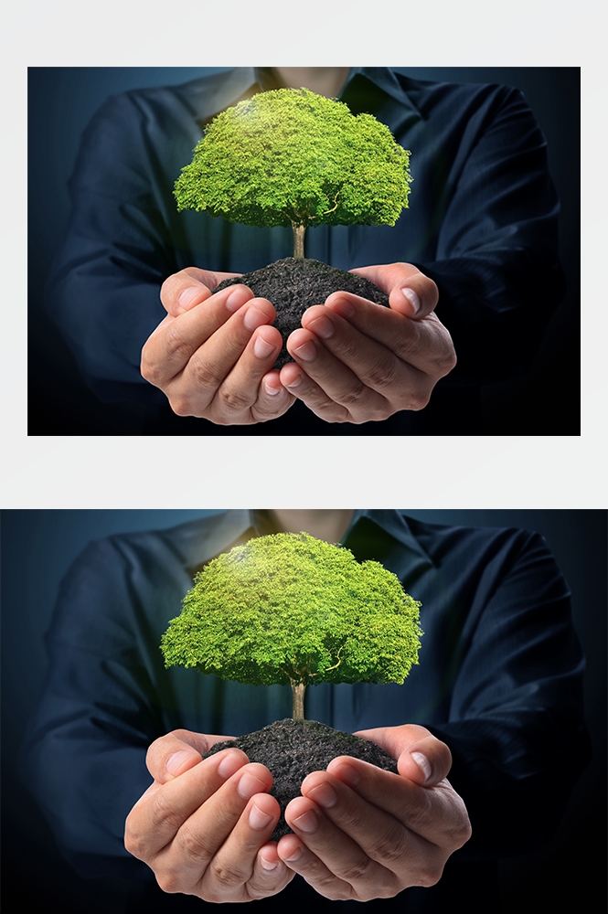 高清自然风景JPG图片幼苗嫩芽嫩叶树苗植物成长 (16)