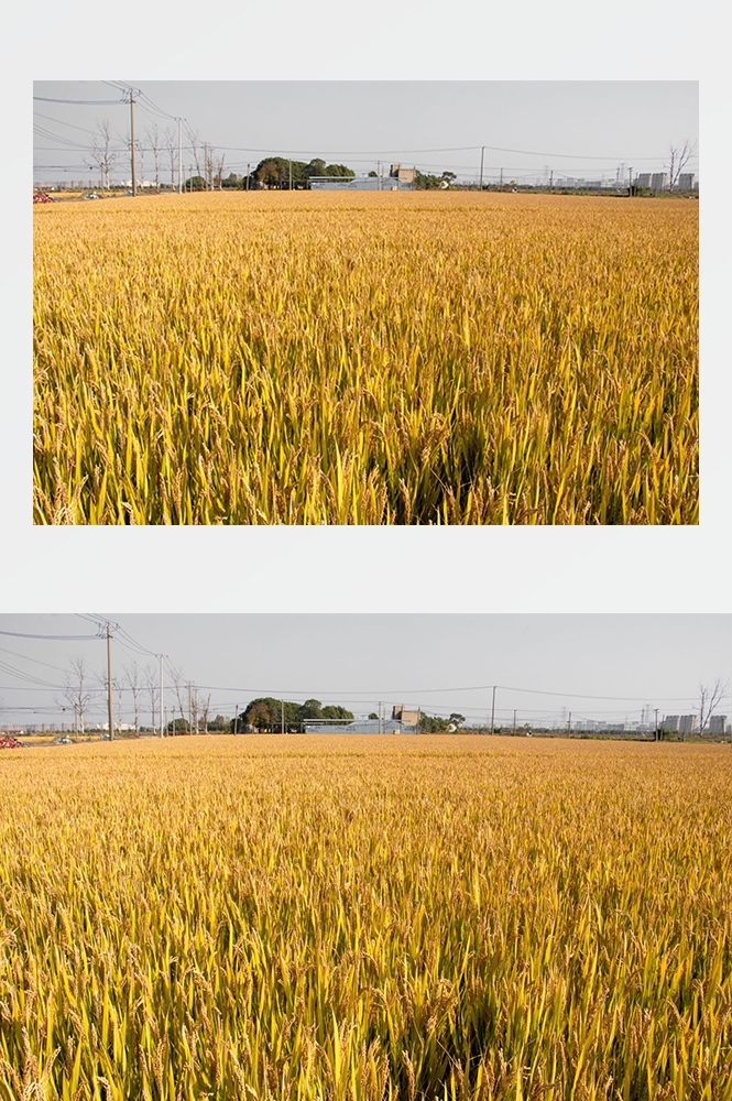高清自然风景摄影图片稻田稻穗水稻田园风光设计素材 (209)
