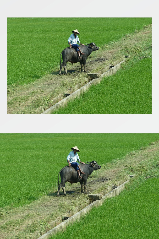 高清自然风景摄影图片稻田稻穗水稻田园风光设计素材