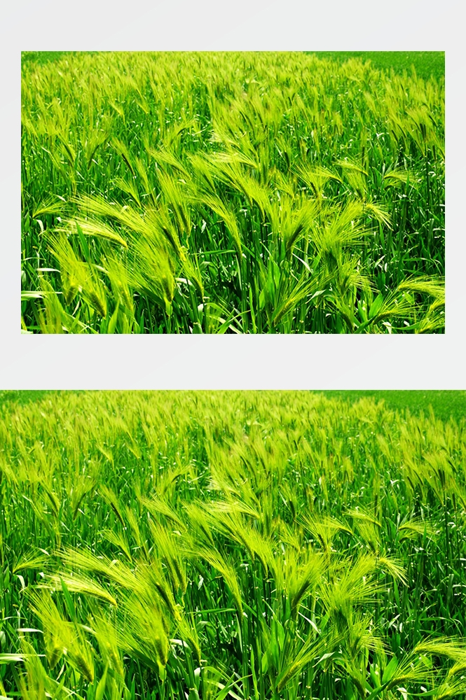 高清自然风景JPG摄影图片稻田稻穗水稻田园风光