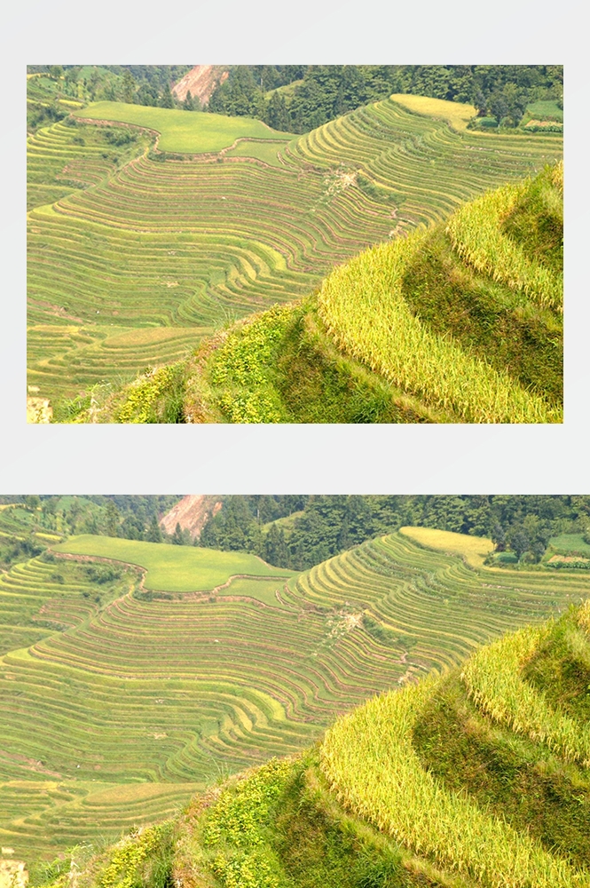 高清自然风景摄影图片稻田稻穗水稻田园风光设计素材