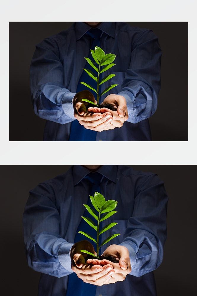 高清自然风景JPG图片幼苗嫩芽嫩叶树苗植物成长
