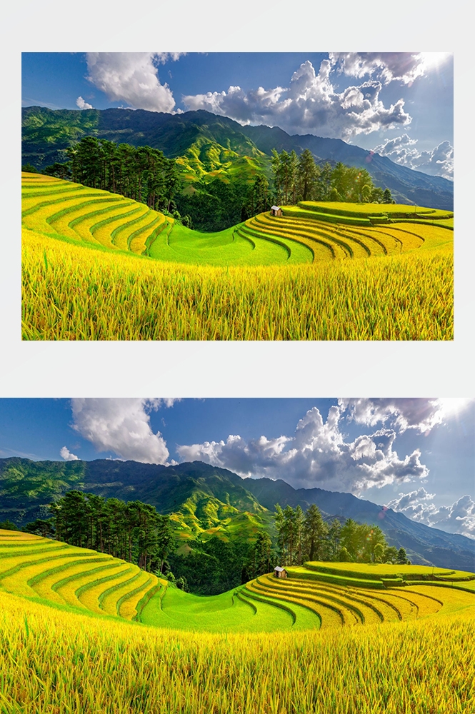 高清自然风景摄影图片稻田稻穗水稻田园风光设计素材 (41)