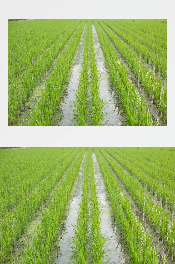 乡村田野风光高清图片 (65)